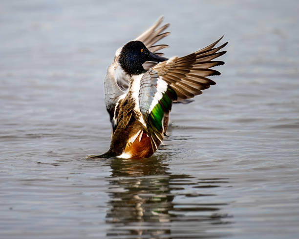 istock Northern Shoveler 2167970850