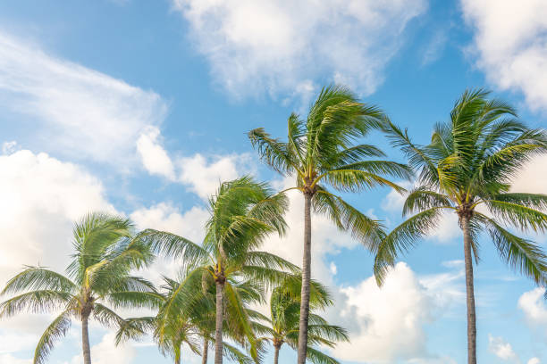 istock Morning in Miami south beach. Palm trees with sunlight on background 2167971725