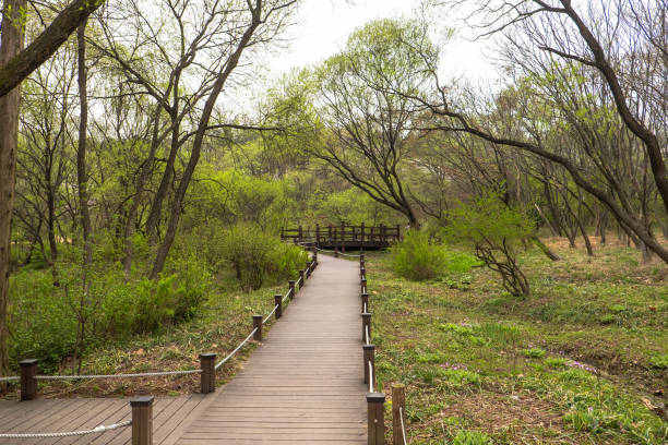 Lush Walking Trail Through the Forest: A Serene Nature Escape