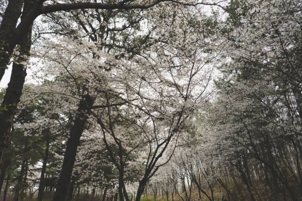 Cherry Blossoms in Full Bloom: A Stunning Spring Landscape