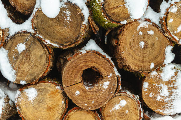 istock A pile of cut tree trunks with snow 2167972717