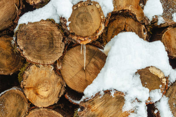 istock Trunks of downed trees with snow and saplings. Close-up 2167972723