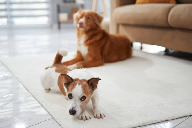 istock Jack Russell and Retriever on Rug 2167972830