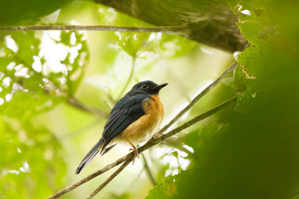 istock Sulawesi blue flycatcher (Cyornis omissus) male 2167975044