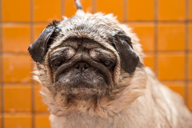 Pug dog in the bath