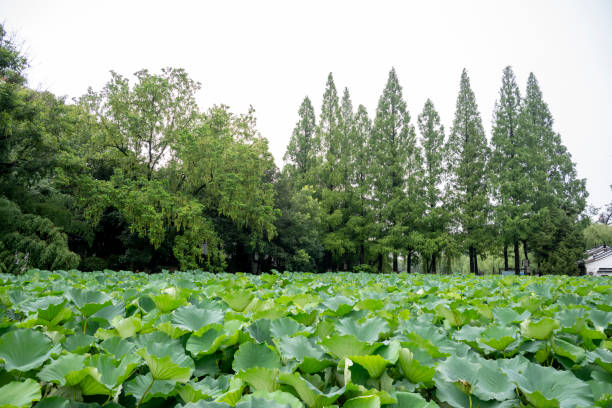 Lotus flowers in urban parks