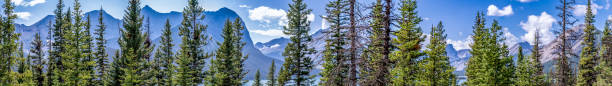 Panoramic view of temperate coniferous forests ecoregion in an Alberta Mountain range. . High quality photo