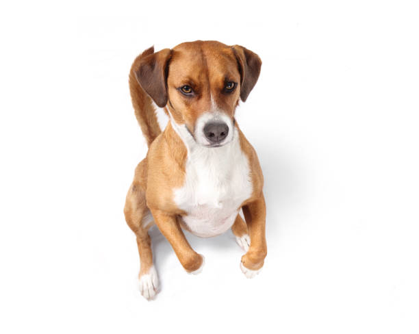 istock Cute dog looking up in sit pretty trick position. 2167977741