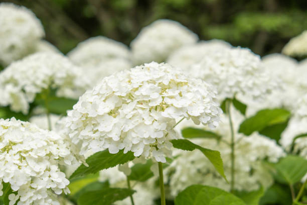 istock Lush Hydrangea Garden in Full Bloom: A Colorful Summer Landscape 2167978040