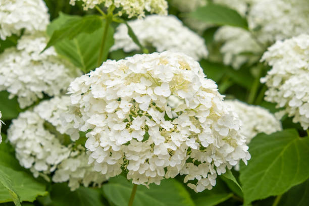 istock Lush Hydrangea Garden in Full Bloom: A Colorful Summer Landscape 2167978095