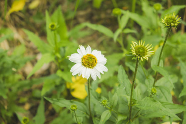 Echinacea is a group of herbaceous flowering plants in the daisy family, Asteraceae. This queen of daisy is often called Coneflowers for its dome-shaped center.