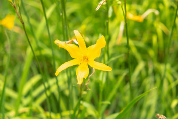 Charming Wildflower Field: A Serene Nature Landscape