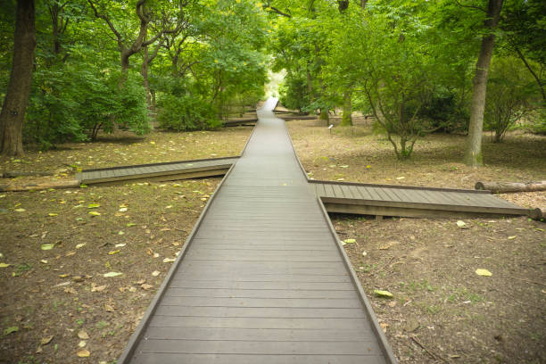 Lush Walking Trail Through the Forest: A Serene Nature Escape
