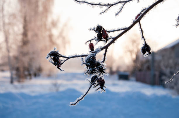 Closeup tree branch covered with frost in winter.