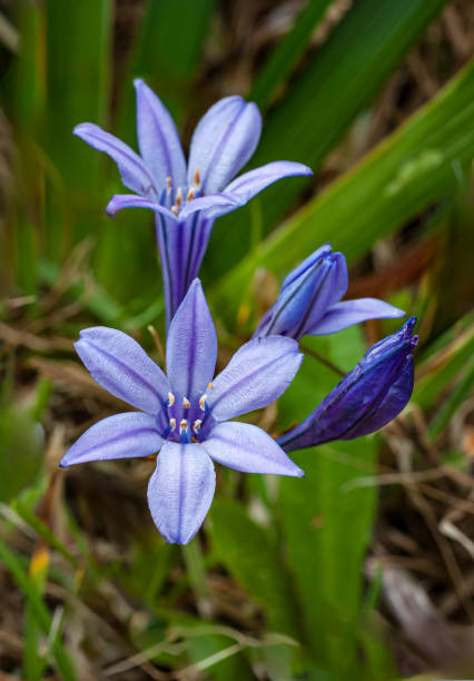 Triteleia laxa, Brodiaea laxa, is a triplet lily known by several  names, including Ithuriel's spear, common triteleia and grassnut. It is native to California where it is a common wildflower. Salt Point State Park, Sonoma County, California. Asparagaceae.