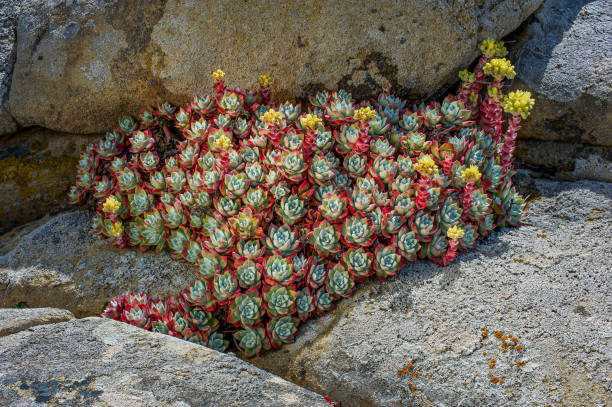 Dudleya farinosa is a succulent plant known by several common names, including bluff lettuce, powdery liveforever, and powdery dudleya. Salt Point State Park, Sonoma County, California.   Crassulaceae. Yellow flower.