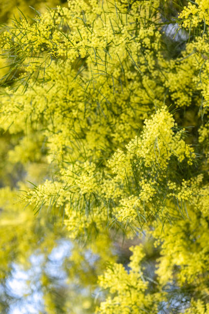 istock Golden Wattle, Acacia Longifolia or Long-Leaved Wattle in Bloom, background with copy space 2167980924