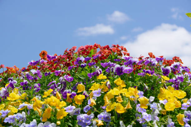 istock Colorful flowers blooming towards the sky 2167980951