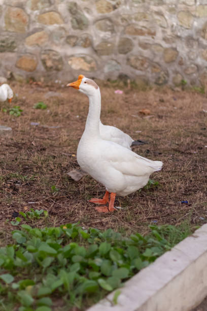 istock white duck on yellowish dry grass in the park 2167982626