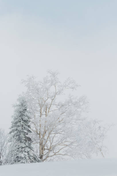 istock Snow covered trees in white frozen winter landscape 2167983179