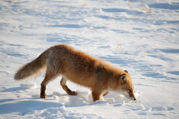 Japanese Hokkaido red fox, vulpes vulpes, sniffing winter snow while hunting in a field
