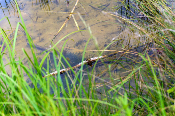 Male migrant hawker (Aeshna mixta) perching on reed grass.