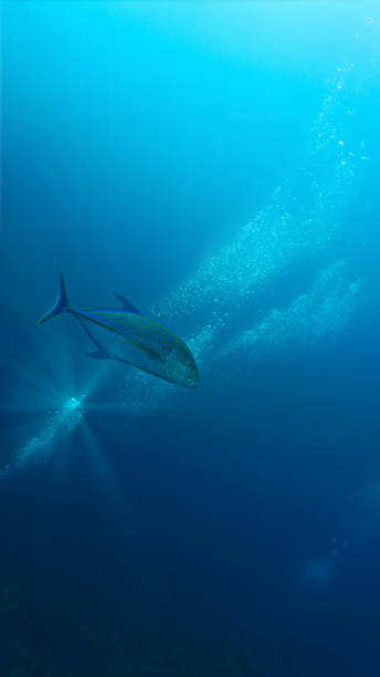 Beautiful Trevally fish in the deep blue ocean
