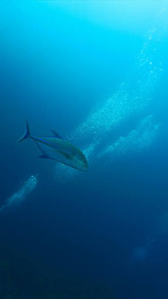 istock Beautiful Trevally fish in the deep blue ocean 2167984259