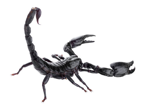 3D Scorpion Icon, perfect for nature-themed designs, educational illustrations, or projects related to insects and wildlife