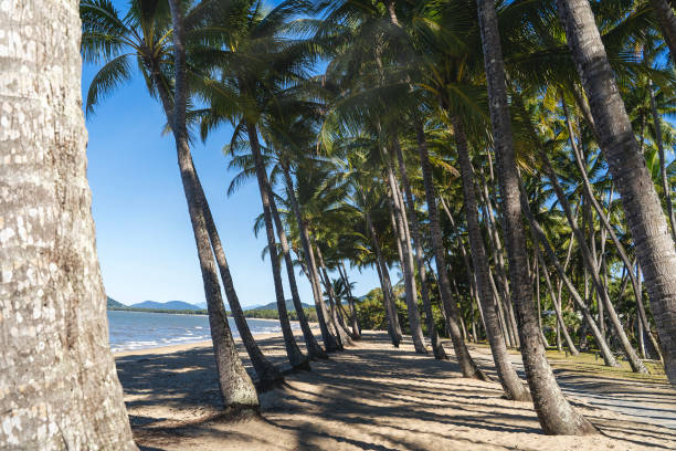 istock Palm Cove beach, North Queensland, Australia 2167990254