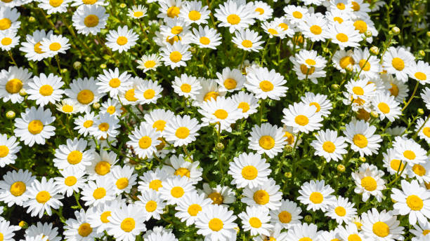 istock Cluster of daisies in sunlight 2167990604