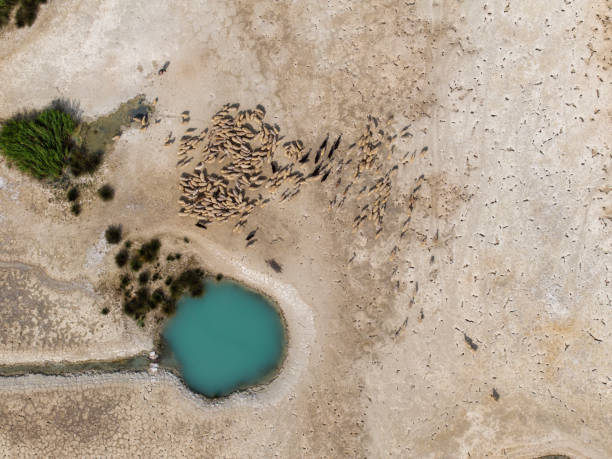 Flock of sheep around fresh water source. Taken via drone. Burdur, Türkiye.