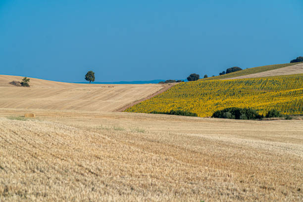 [url=http://www.istockphoto.com/search/lightbox/13511051/#182f6ffa] \