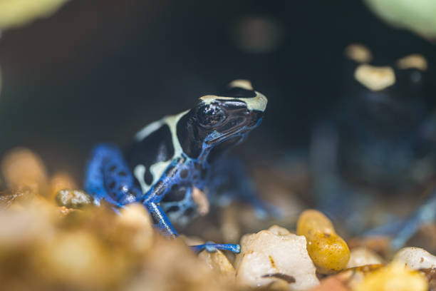 istock The most variably colored and largest species of frogs, Dendrobates tinctorius 2167998452
