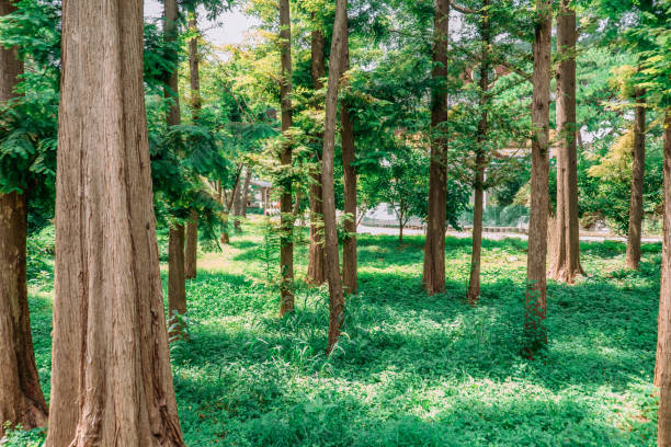 Lush Forest Landscape: A Tranquil Nature Scene
