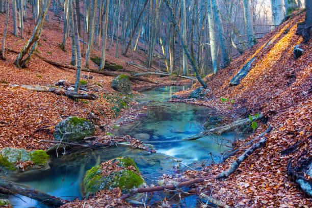 small river flow in the mountain canyon covered by red dry leaves