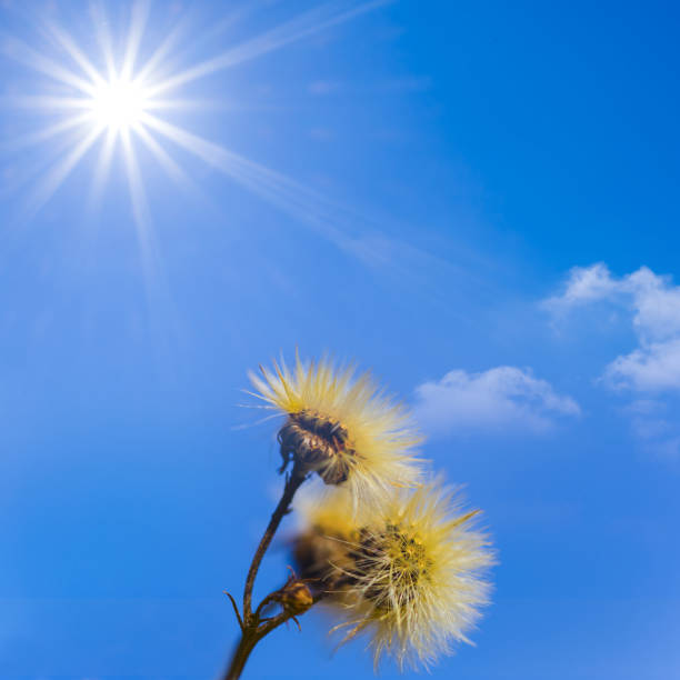 closeup dry wild flowers on blue sunny sky background