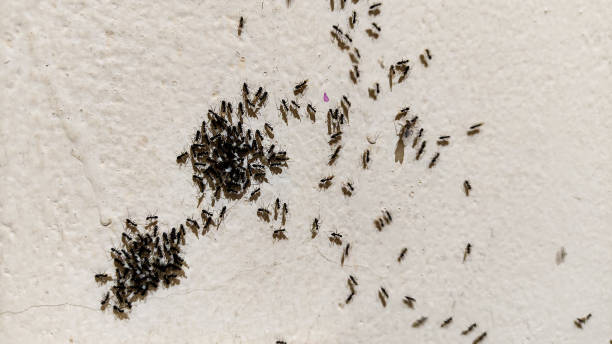 istock Group of antara on the wall 2167998525