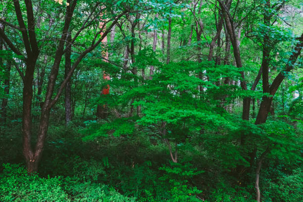 Lush Forest Landscape: A Tranquil Nature Scene