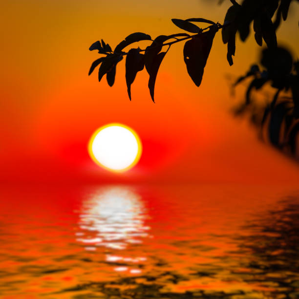 closeup tree branch silhouette on red dramatic sunset reflected in a water