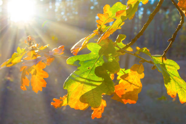 closeup red dry oak tree branch in light of sparkle sun