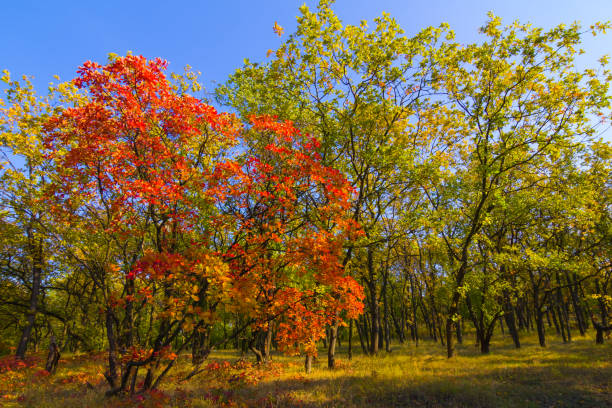 red dry autumn forest glade at bright day
