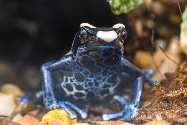 istock The most variably colored and largest species of frogs, Dendrobates tinctorius 2167998970
