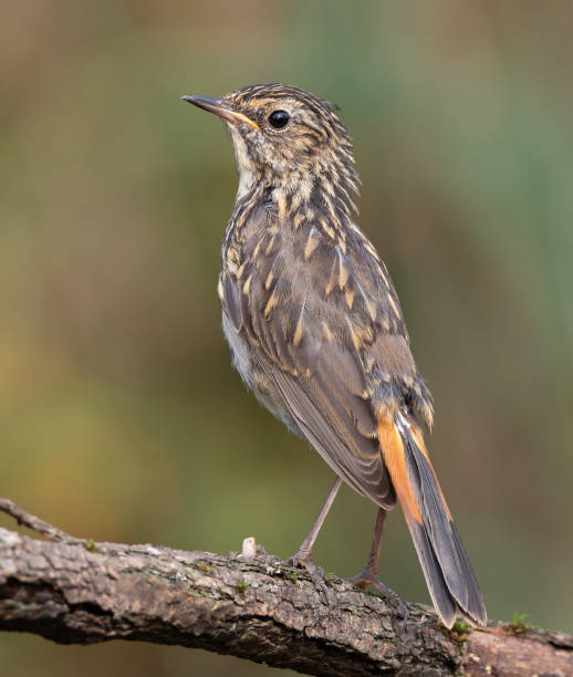istock Bluethroat, Luscinia svecica. A chick sitting on a branch on a beautiful blurred background 2167999575