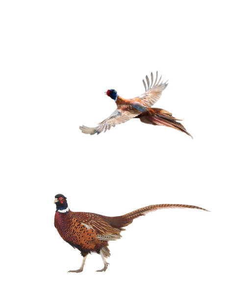 istock male pheasant is isolated on a white background 2167999639
