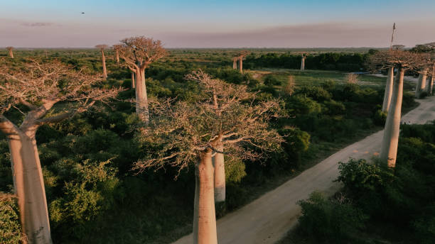 istock A tranquil evening view along Baobab Alley in Madagascar showcasing towering trees amidst lush greenery and a dirt pathway 2168003341
