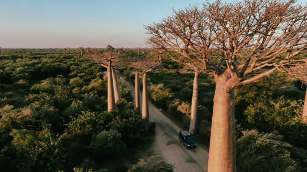 istock Exploring Baobab Alley in Madagascar with towering trees lining a dirt road at sunset 2168003342