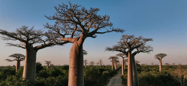 istock Explore the stunning baobab trees lining the avenue in Madagascar under a clear sky at sunset 2168003358