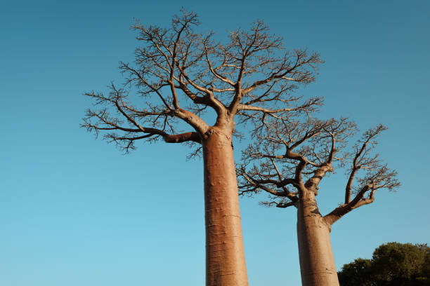 The majestic baobab trees stretch towards the sky in Baobab Alley, Madagascar, revealing their tall, bare trunks against a vibrant blue backdrop, inviting exploration and wonder.