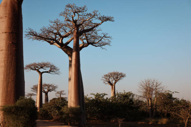 istock Explore the stunning baobab trees lining the famous avenue in Madagascar during a serene sunset hour 2168003388
